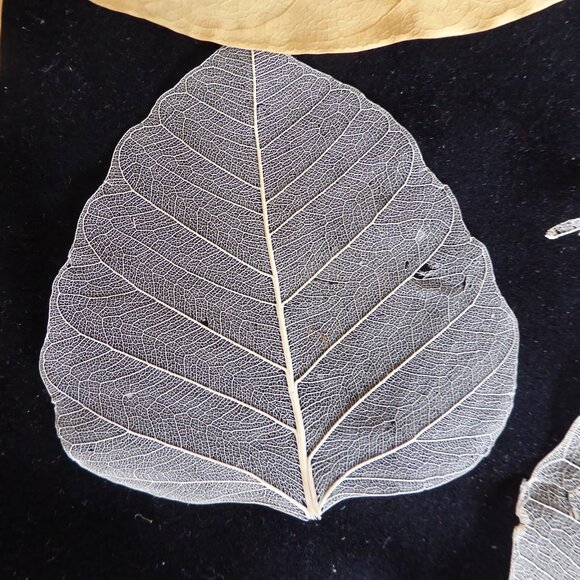 NEW NATURAL DRIED BODHI SKELETON FALL LEAF BOX DECOR SCRAPBOOK CRAFT ODDITY - Picture 6 of 7